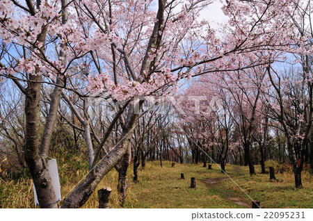 Cherry blossom trees at the top of the mountain top of Kusayama 22095231