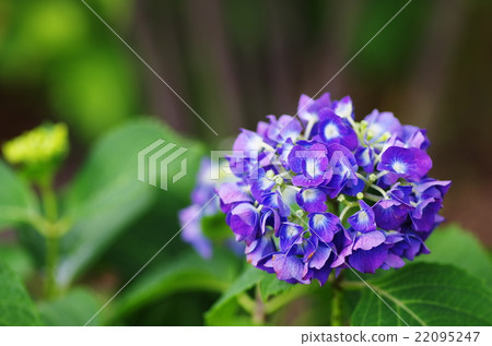 紫色繡球花 22095247