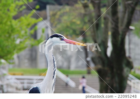 榮幸地看著一點 22095248
