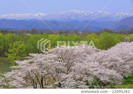 Cherry blossom trees at Shizukuishi garden 22095262