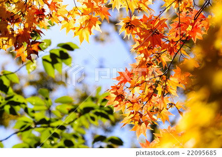 Autumn leaves of Hokkaido 22095685
