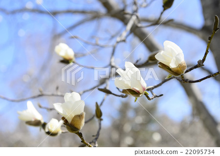 Kobushi flower 22095734