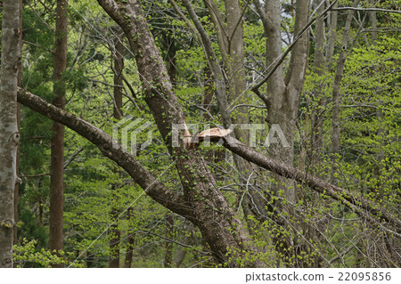 斷枝 斷枝 22095856