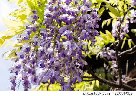 紫藤花 紫藤花 22096092