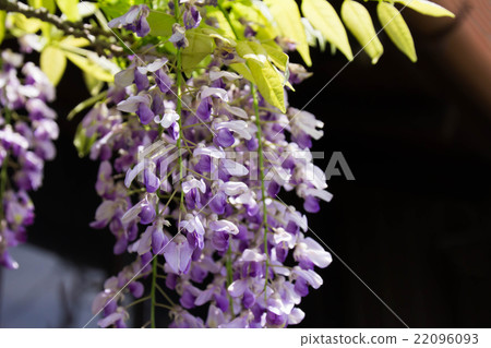 紫藤花 紫藤花 22096093