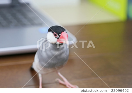 Computer and Sakura Bunmei 22096402