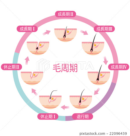 Hair Removal Hair Cycle Hair Cycle Hair Removal Hair Cycle Hair Cycle 22096439