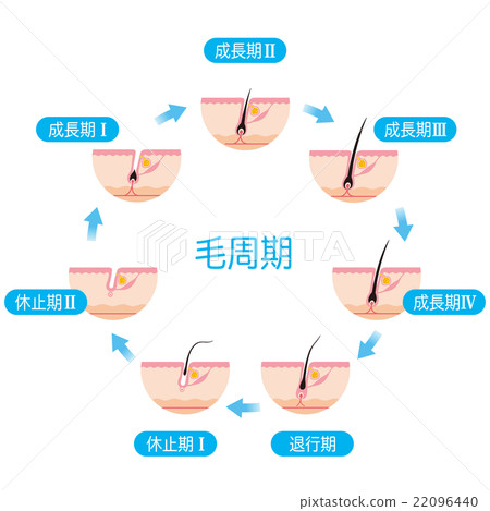 Hair Removal Hair Cycle Hair Cycle Hair Removal Hair Cycle Hair Cycle 22096440