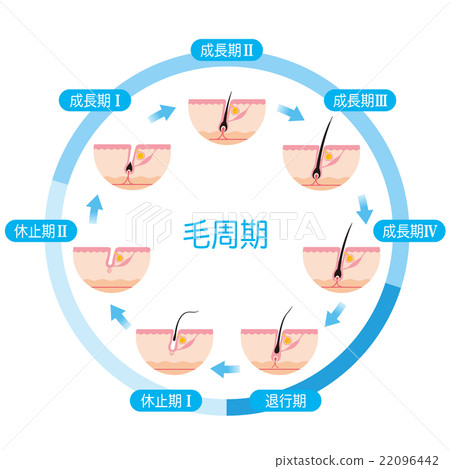 Hair Removal Hair Cycle Hair Cycle 22096442