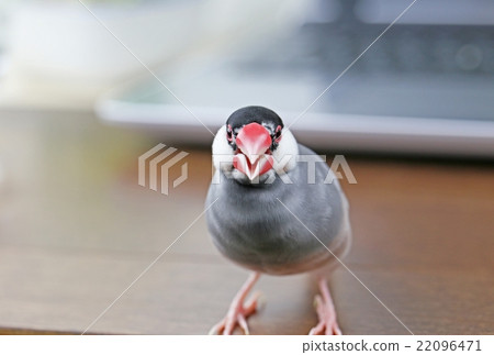 Sakura Buntori沒有Os 22096471