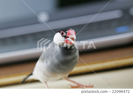 Sakura Buntori沒有Os 22096472