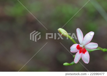 Flowers and rain drops 22096477