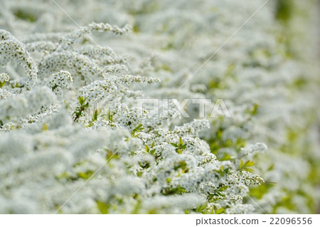 繡線 繡線 22096556