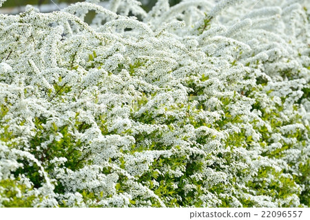 Yukiyanagi Yukiyanagi 22096557