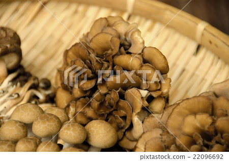Mushrooms that were harvested in mountains: Maihutsu 22096692