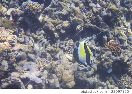 Moorish idol  22097530