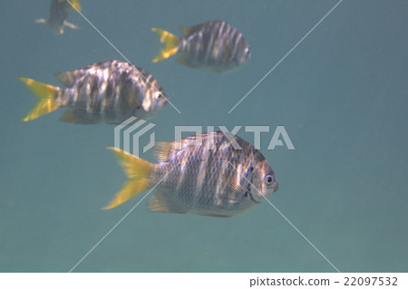 Abudefduf notatus is a species of damselfish in 22097532