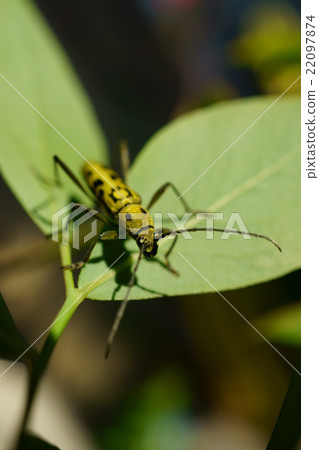 京都tora kamikiri 22097874