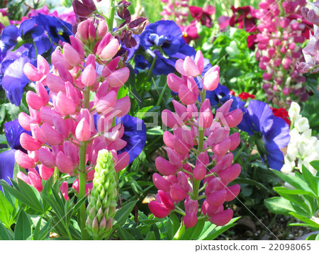 Colorful Lupine Colorful Lupine 22098065