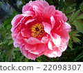 Peony 22098307