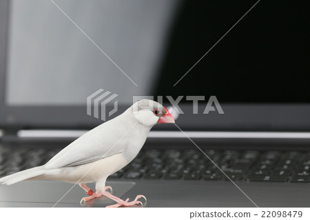 PC and sentinel 22098479