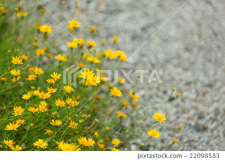 Darberg Daisy Darberg Daisy 22098583