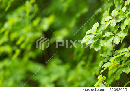 Akayashio leaves 22098625