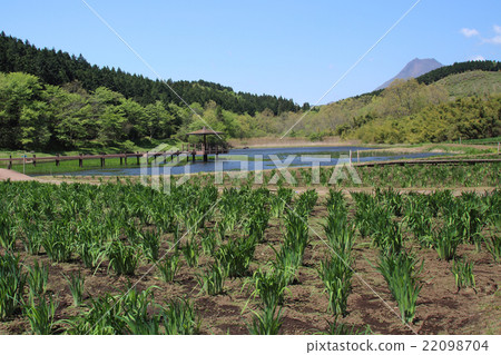 神樂女士的花園在四月 神樂女士的花園在四月 22098704