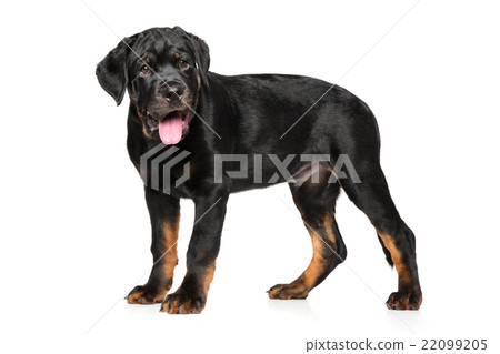 Rottweiler puppy on white background 22099205