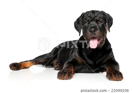 Rottweiler puppy on white 22099206