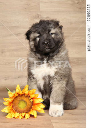 Caucasian shepherd pup Caucasian shepherd pup 22099215