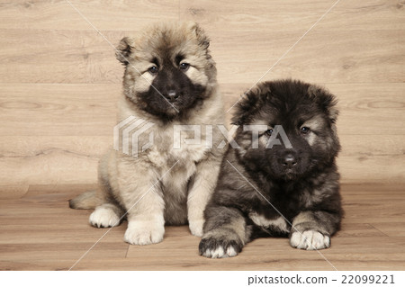 Caucasian shepherd puppies 22099221