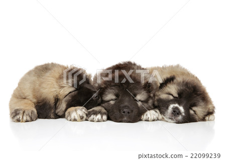 Caucasian shepherd puppies on white 22099239