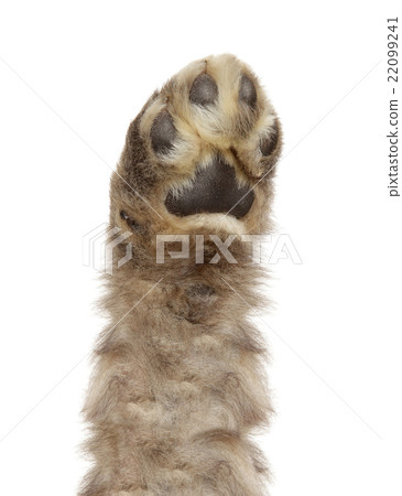 Dog paw isolated 22099241