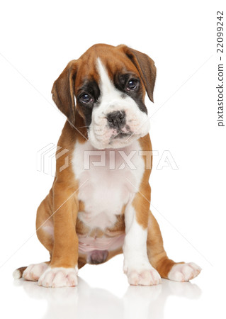 German Boxer puppy on white 22099242