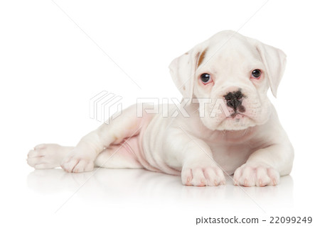 German Boxer puppy on white 22099249