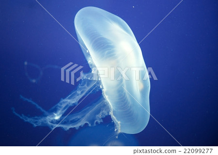 Jellyfish Underwater moving around 22099277