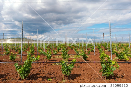 Viticulture with grape saplings Viticulture with grape saplings 22099310
