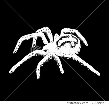 cross spider Araneus. Vector spider 22099448