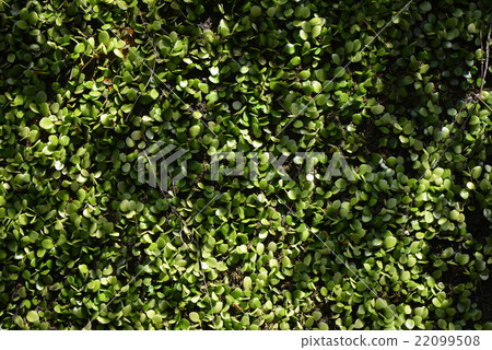 一群甲蟲 22099508