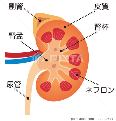 Kidney adrenal gland mechanism 22099645