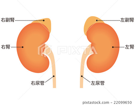 Kidney adrenal gland mechanism 22099650