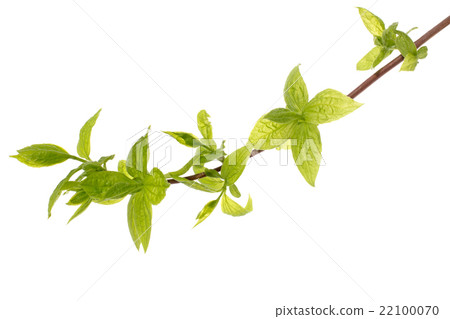 Branch of tree with young leaves Branch of tree with young leaves 22100070