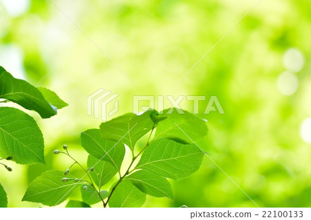 Fresh green 22100133