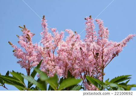 Light pink flower, Astilbe Light pink flower, Astilbe 22100692
