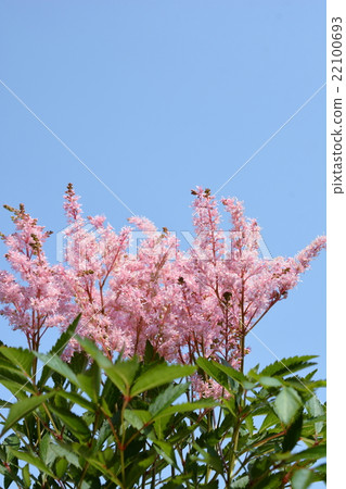 Light pink flower, Astilbe Light pink flower, Astilbe 22100693
