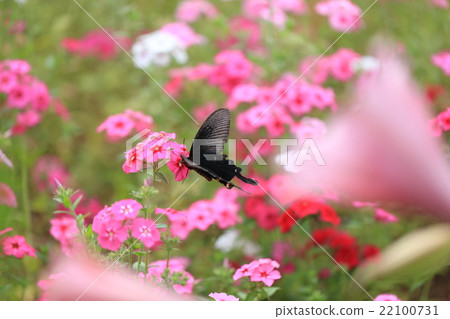 蝴蝶被困在一朵花 22100731