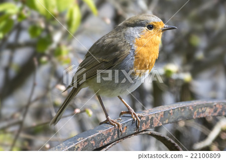 Robin Perched on a Gate Robin Perched on a Gate 22100809