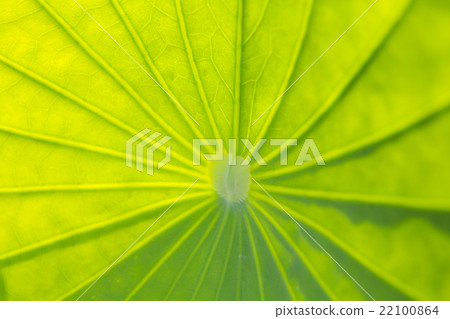 Leaf texture abstract background 22100864