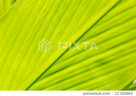 Leaf texture abstract background 22100865
